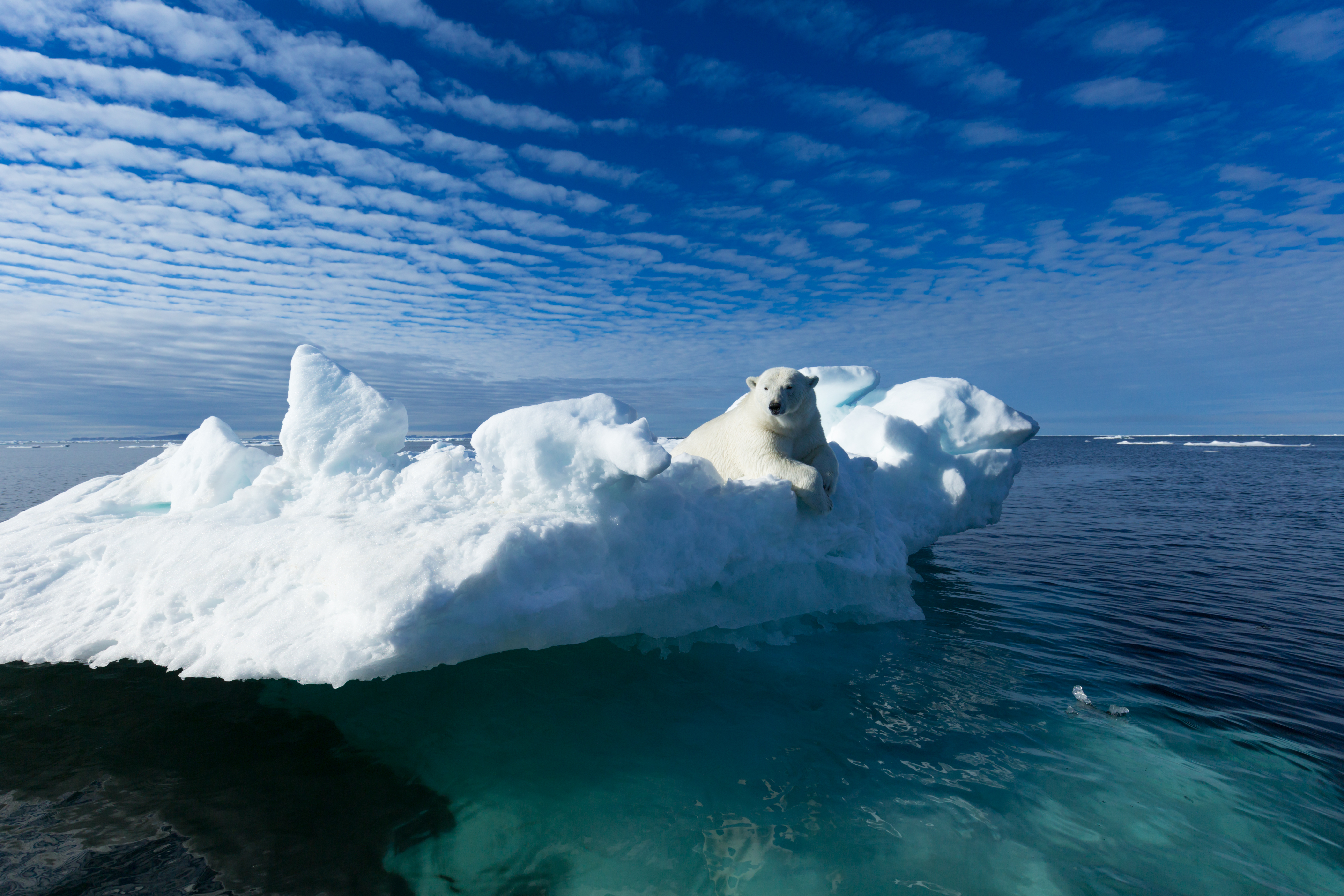 Polar Bear - The Center of Biological Risks