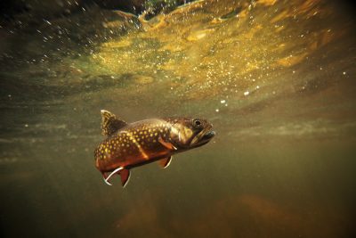 Trout - The Center of Biological Risk